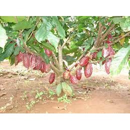 Cây giống cacao cao sản siêu trái + siêu sớm