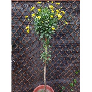 Cây cúc thân gỗ