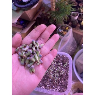 Mông mini ngẫu nhiên nhiều màu mua 10 tặng 2