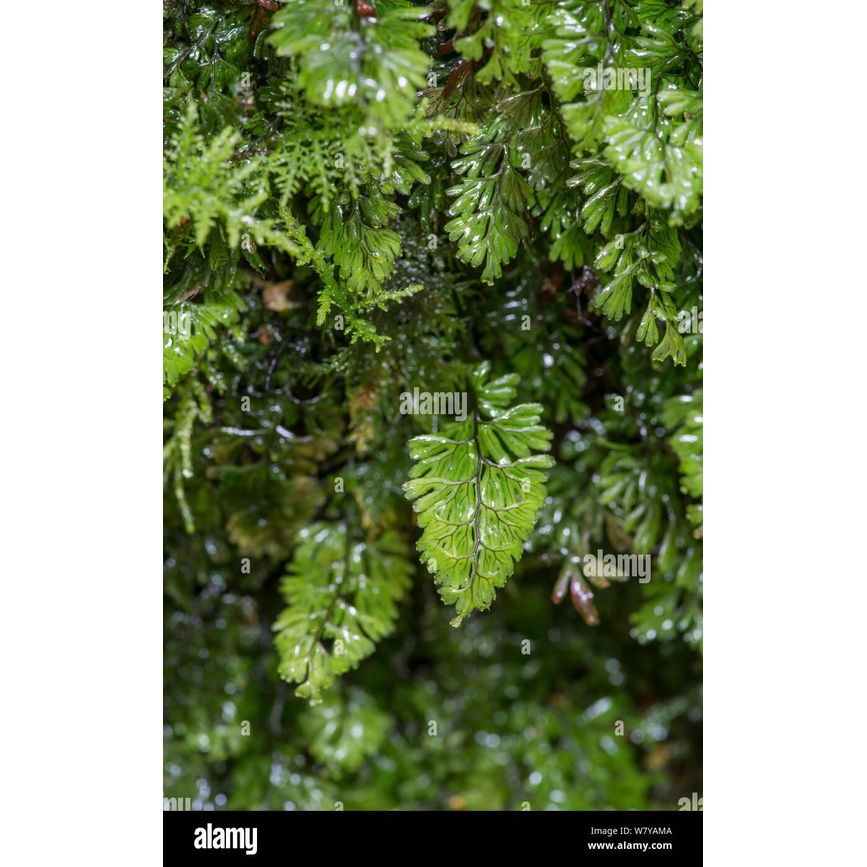 Rêu dương xỉ làm terrarium, bán cạn.