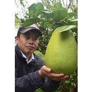 Cây Chanh Khổng Lồ ( giống chuẩn ) ( sản phẩm có bảo hành)