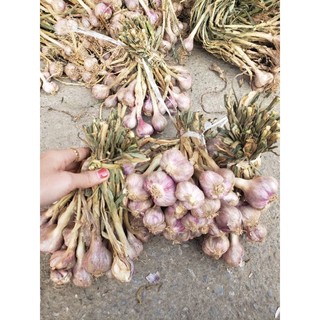 combo 2kg tỏi chùm phù yên