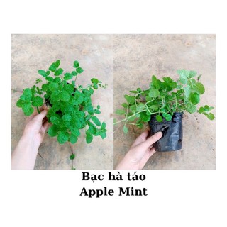 Cây bạc hà táo apple mint, chỉ giao từ HN trở vào nam