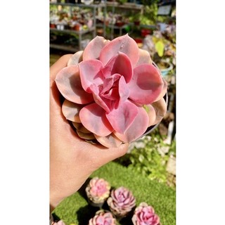 sen đá Hồng dâu var