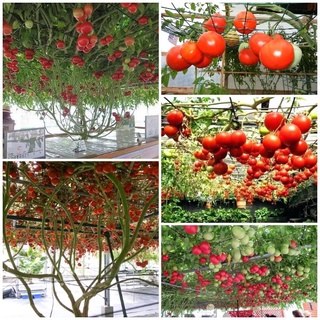 #Hạt_Giống_Cà_Chua_Leo_Giàn ( tặng kèm kích mầm )