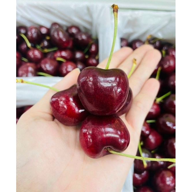 CHERRY ÚC TƯƠI 500gr