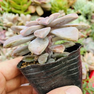 SEN ĐA DĨA HỒNG