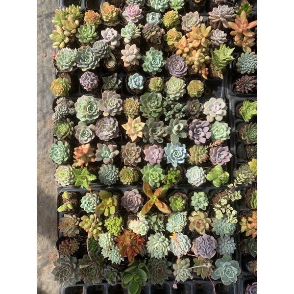 Sen bầu trồng tại đà Lạt