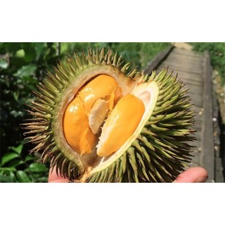 Giống Cây Sầu Riêng mini Thái Lan (giống ghép 18 tháng cho trái)
