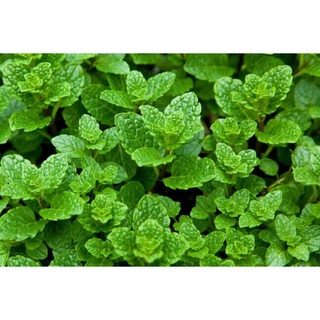 #Hạt_Giống_Húng_Tròn