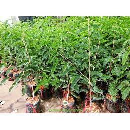 Giống Me Thái Giống Cho Trái Siêu Sớm