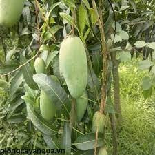 Cây giống xoài cát hòa lộc