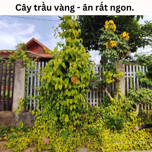 500 gram Lá Trầu Không Tươi - Dùng Xông Mắt, Xông Vùng Kín Cô Bé Rất Tốt