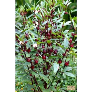 Hạt giống hoa atiso đỏ/ bụp giấm rado 357 2gr