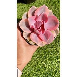 sen đá Hồng dâu var