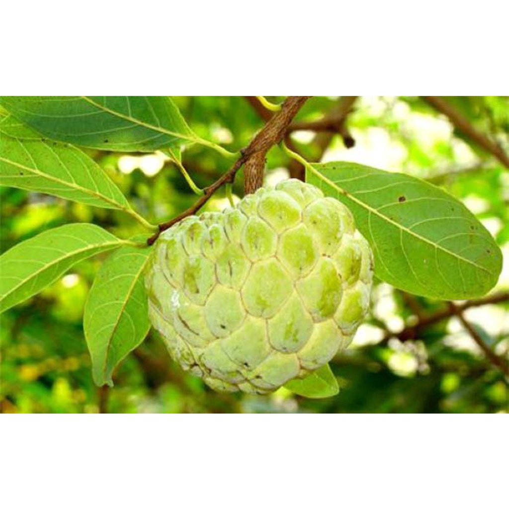 Kích Ra Rễ Cực Mạnh Root King  Chế Phẩm Kích Rễ, Giâm Cành Root, SẢN PHẨM CHÍNH HÃNG PHAMART