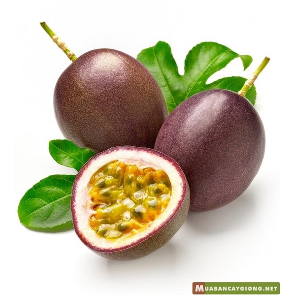 Cây Giống Chanh Dây Thái Lan