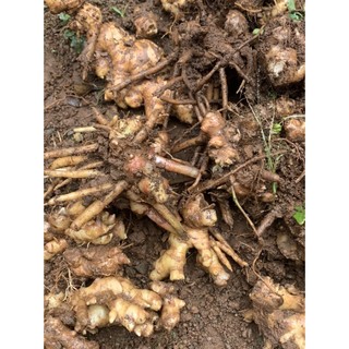 3kg củ gừng gió tươi nguyên cũ
