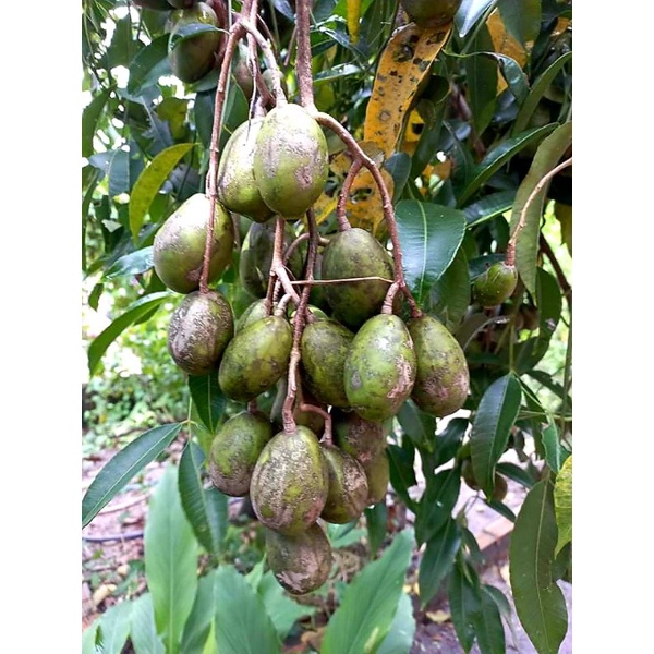 nhà trồng vỏ ngoài sạm ko đẹp nhưng đảm bảo chất lượng .