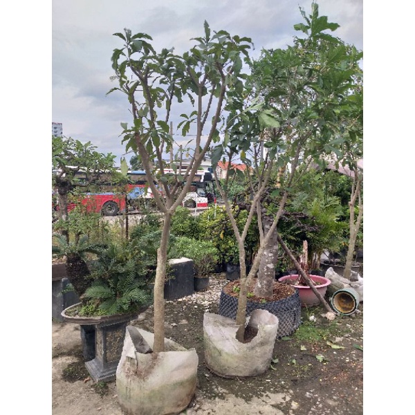 Cây Lộc Vừng cao trên 2m cây y hình