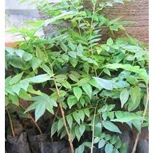 Cây mắc mật ăn lá ( cây siêu tốt) (Giống Cây Siêu Tốt Chuẩn F1)