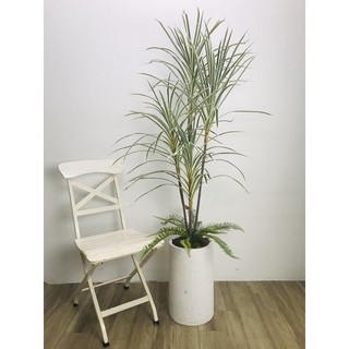 Cây phất dụ lá nhuyễn giả 1,5m