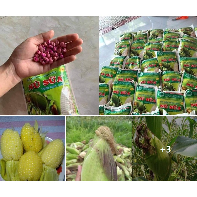 HẠT GIỐNG NGÔ NẾP NÙ GÓI 15 GRAM