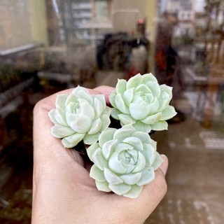 Sen Đá Hải Li Mini ( 2 - 3cm ) - Đơn 80k : 14h->21h có quà tặng ạ