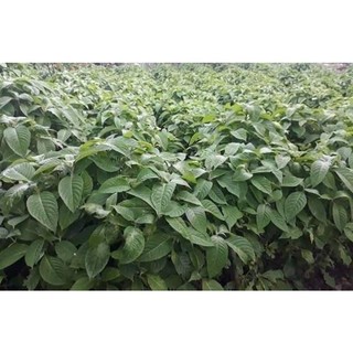 Chè Khổng Lồ Chăn Nuôi (15 Cây )