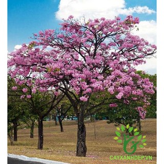 Cây giống kèn hồng cao 15-20cm