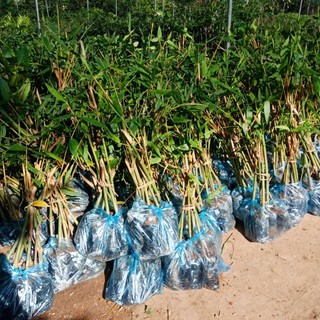 Cây Giống măng tre Bát Độ (Cây Giống măng tre Bát Độ )