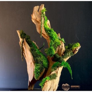 Keo dán rêu Dán lũa| Terrarium dán cây thuỷ sinh