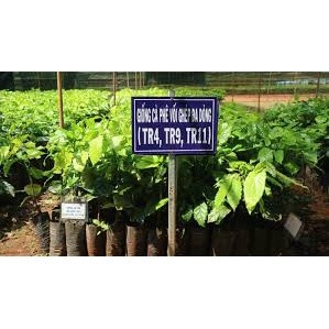 cây cà phê arabica giống ( sản phẩm có bảo hành đỏi trả)