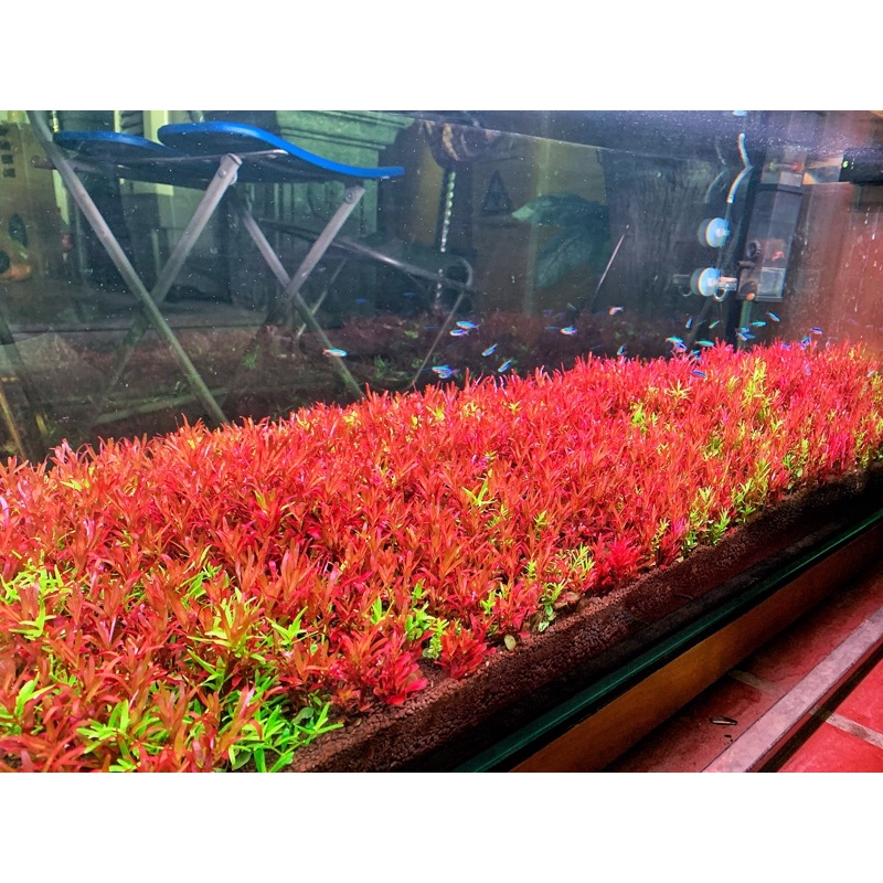 Mạch Led Sóng Kép 5054 4in1 RRGBW+UV