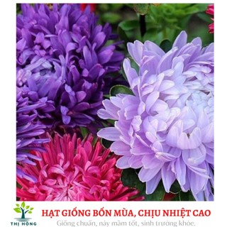 Hạt giống hoa cúc các loại (trồng quanh năm, dễ chăm sóc)