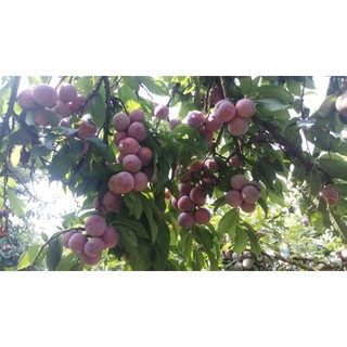 CÂY GIỐNG MẬN HẬU (GHÉP, 18 THÁNG CHO TRÁI)