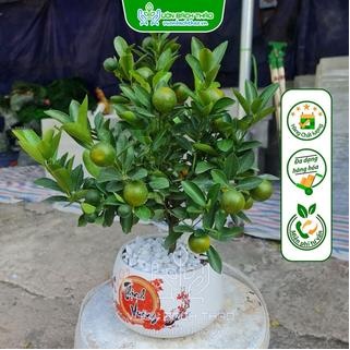 Cây Quất Mini Để Bàn Trang Trí Tết LOẠI 1