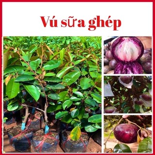 giống cây vú sữa mica tím (cao 55-60cm)