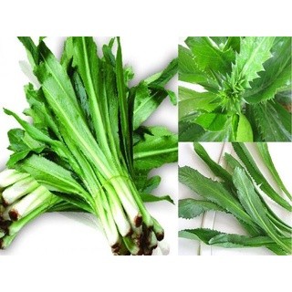 #hạt_giống_mùi_tàu