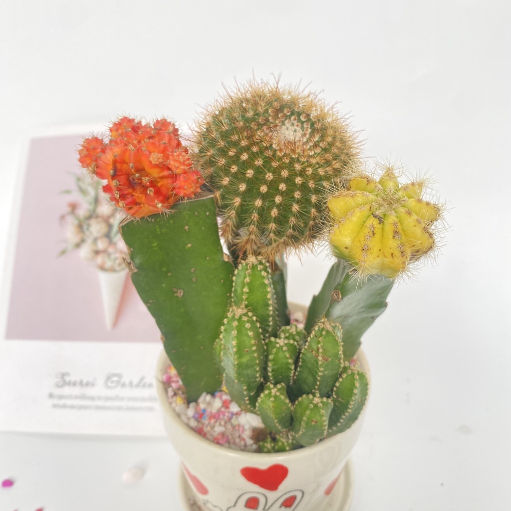Cây xương rồng mix các loại  bắt mắt dễ dàng chăm sóc thích hợp trang trí cảnh quan bàn làm việc