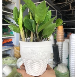 Chậu nhựa mini (lục giác nho), chậu mini trồng sen đá xương rồng
