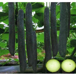 #Hạt_Giống_Bí_Đao_Xanh (tặng kèm kích mầm + phân bón )