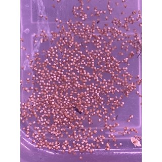 Hạt giống sen đá Mông (Thạch lan) mix