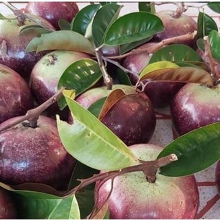 giống cây vú sữa mica tím (cao 55-60cm)