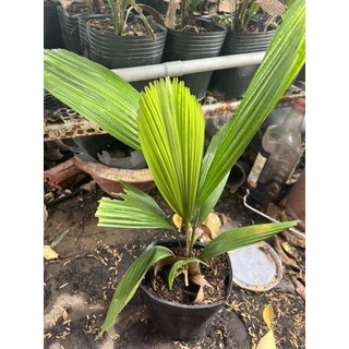 Cây kè Nhật ( cọ Nhật)