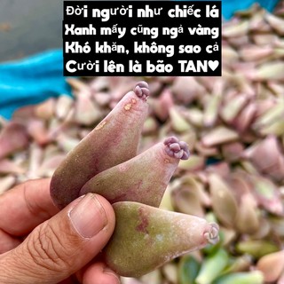 5 lá và mầm sen đá hồng mập thuanphat garden, 100% đã lên mầm, lỗi 1 đổi 1
