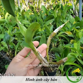 Lan Denro hàng dạt thanh lý nhổ chậu (hàng tách chậu)