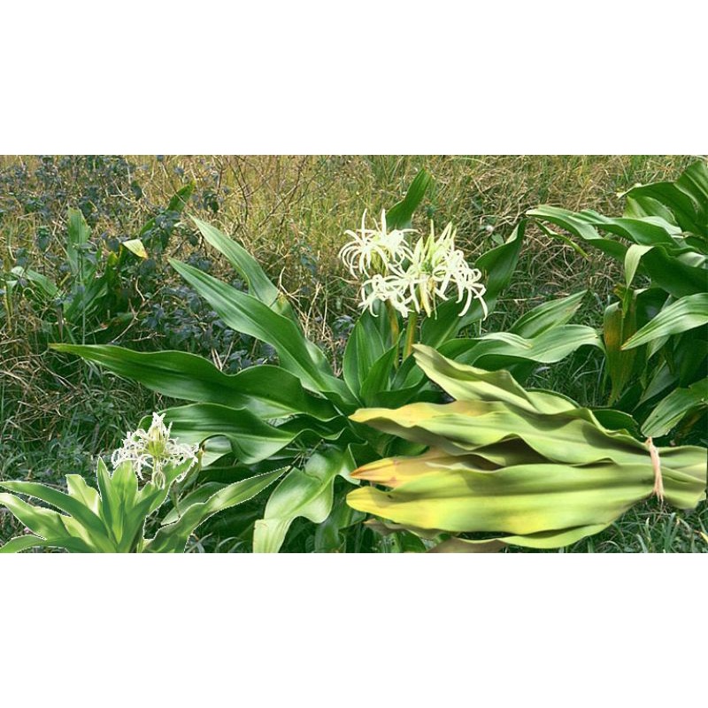 Lá náng hoa trắng tươi 1kg lh 0355.276.899