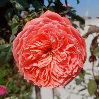 Hoa hồng flamingo rose - hoa màu cam hồng