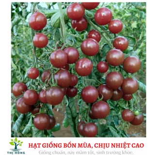 Hạt giống cà chua cherry đen 0.1g